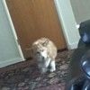 lala_the_cat